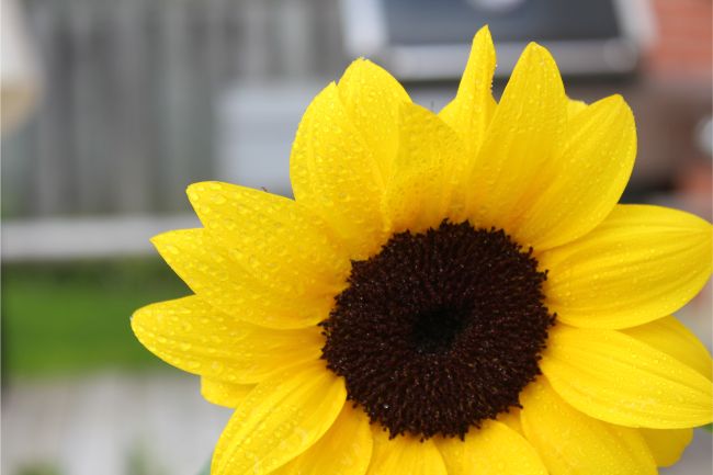 How big can sunflowers get?