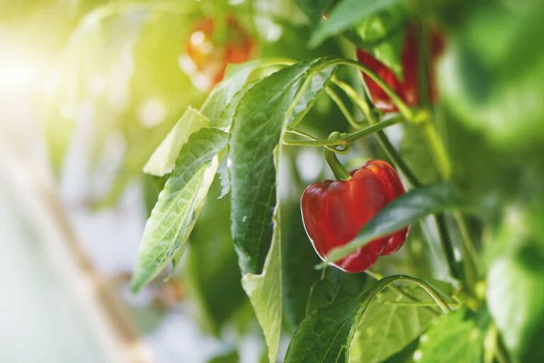 18 of the best pepper companion plants (and 3 of the worst)