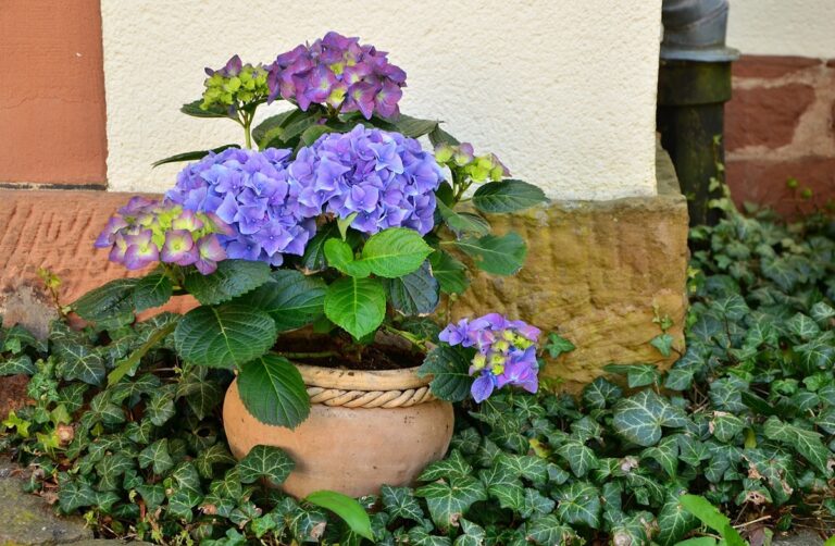 Es importante saber c&oacute;mo cuidar una hortensia en maceta si queremos cultivarlas en interior