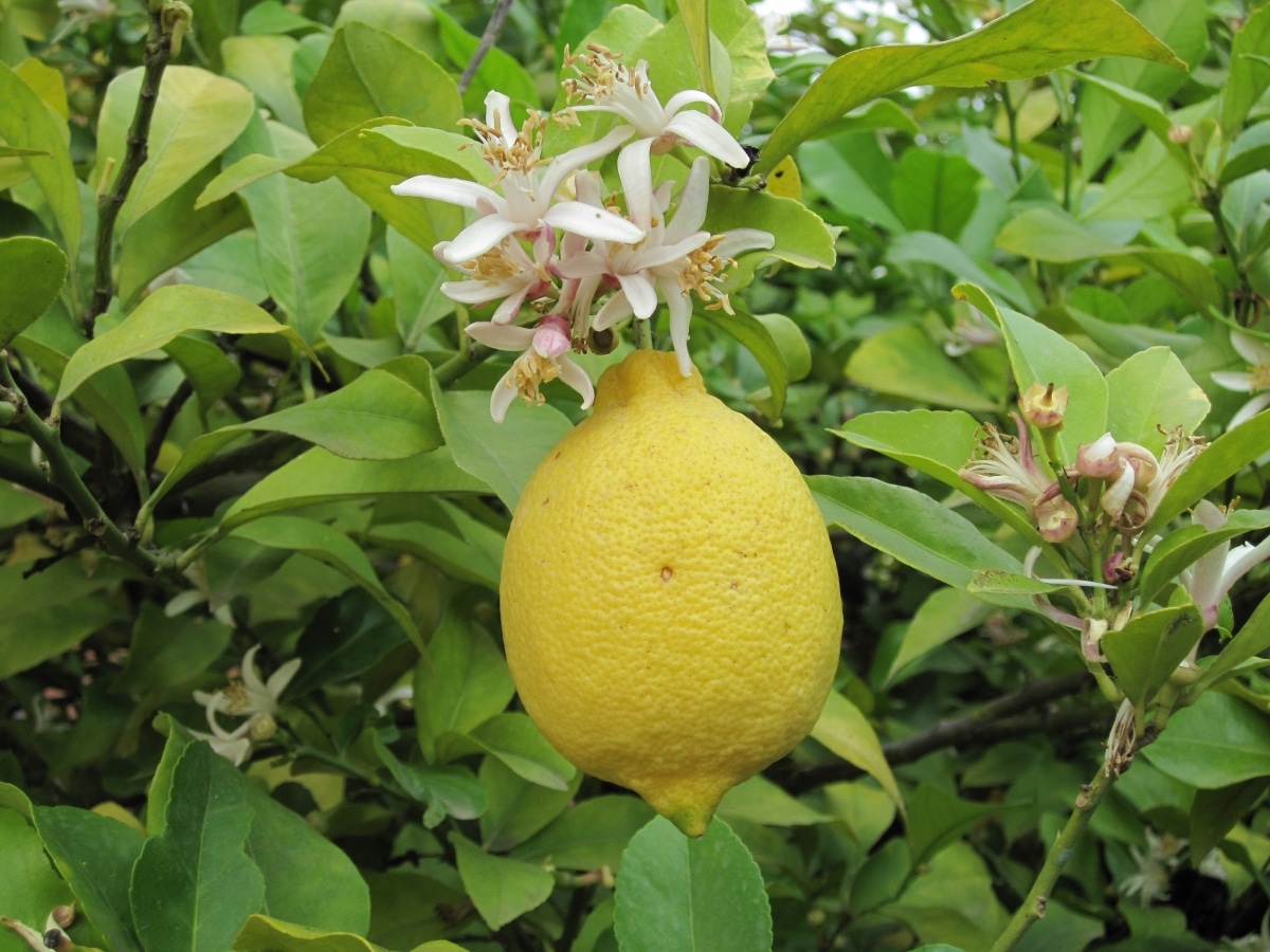 The lemon tree is an evergreen fruit tree.