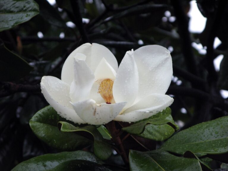 La magnolia grandiflora florece en maceta