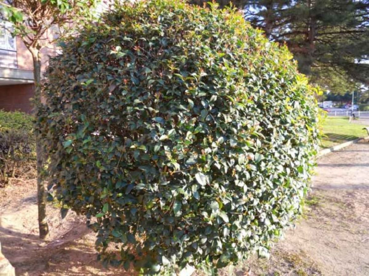 round shaped privet