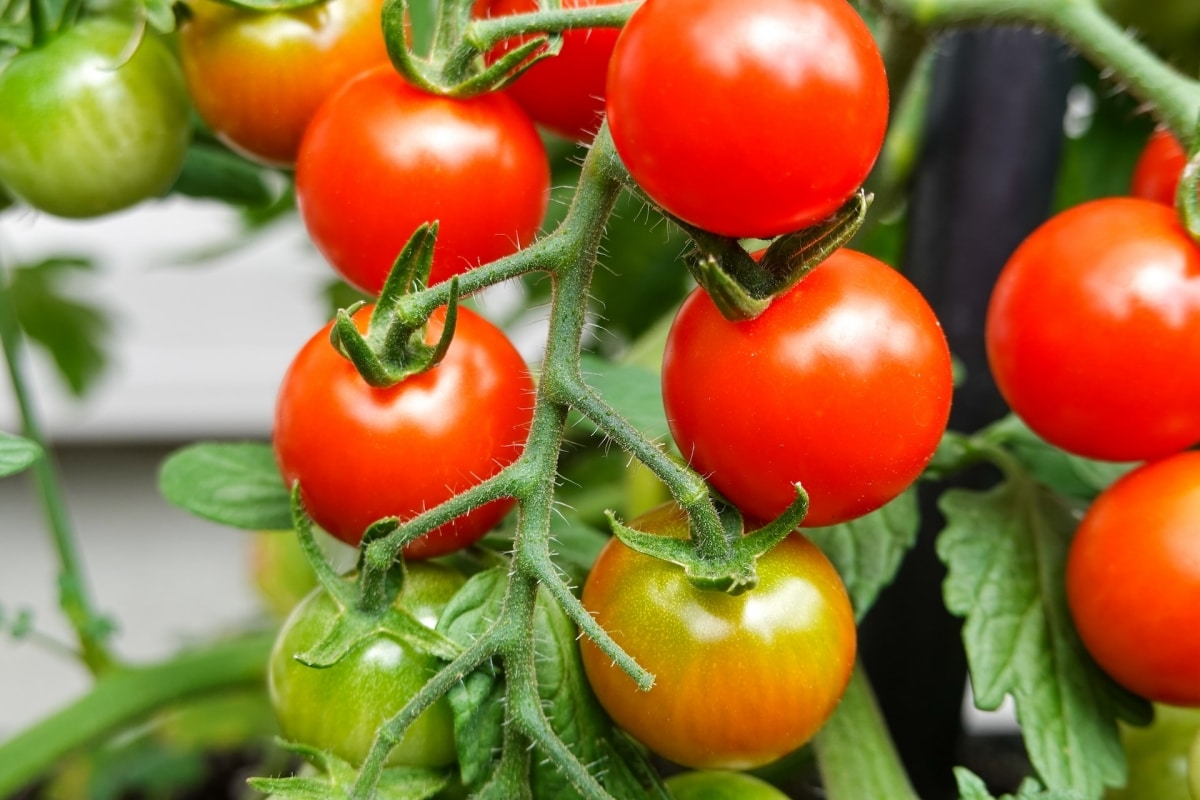 The cherry tomato can be stored in a jar