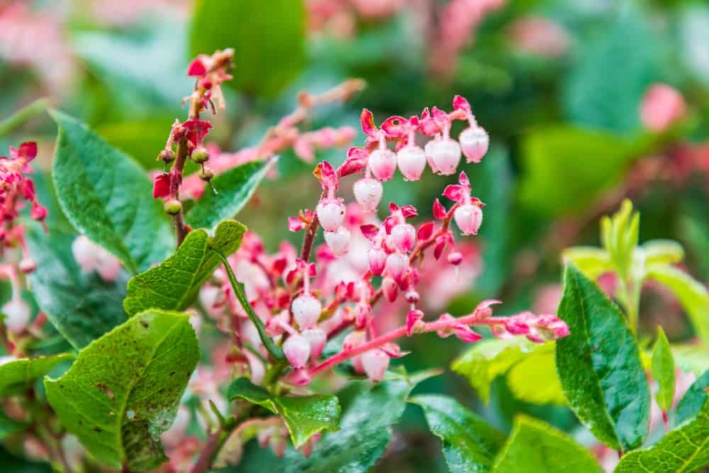 Growing salal for food and beauty in your garden