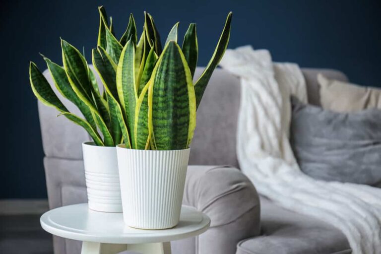 13 Houseplants That Thrive in Low Light and Cool Temperatures