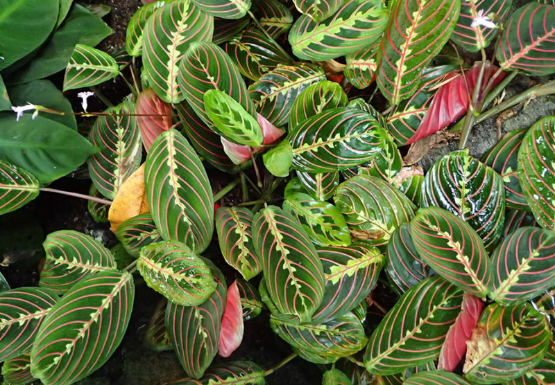 Colorful leaves of the prayer plant.  The prayer plant is a safe plant for cats.