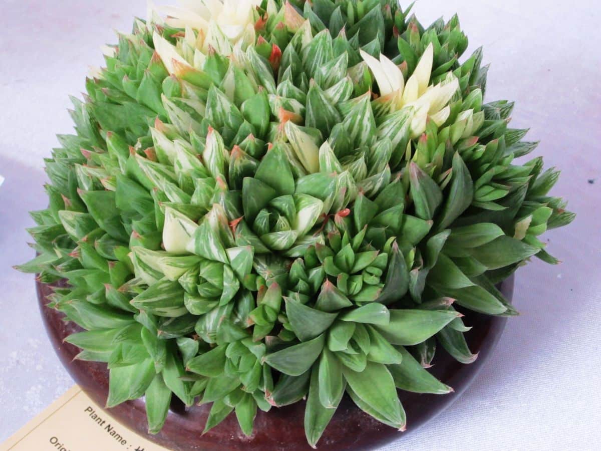 Haworthia cymbiformis plant
