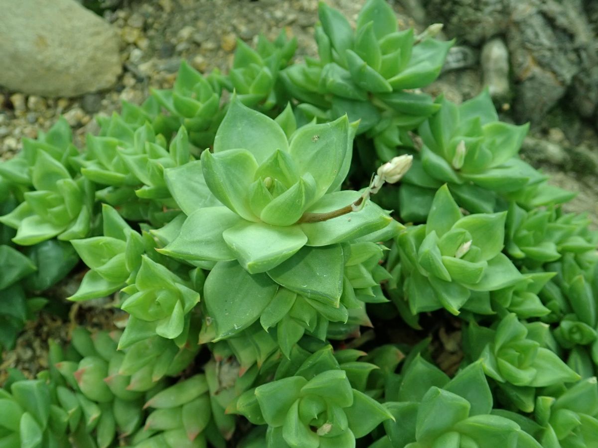 Haworthia cymbiformis with flower