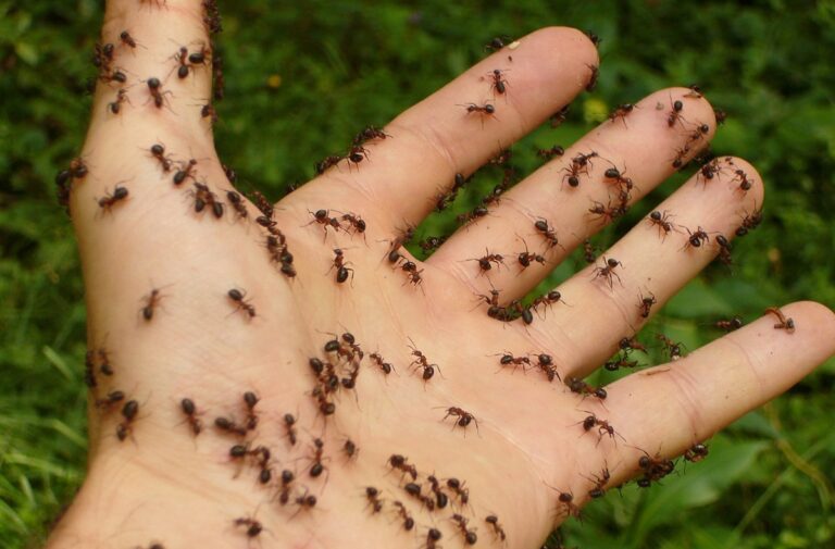 Para eliminar las hormigas en maceta podemos utilizar productos caseros naturales o insecticidas
