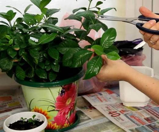 grow jasmine indoors