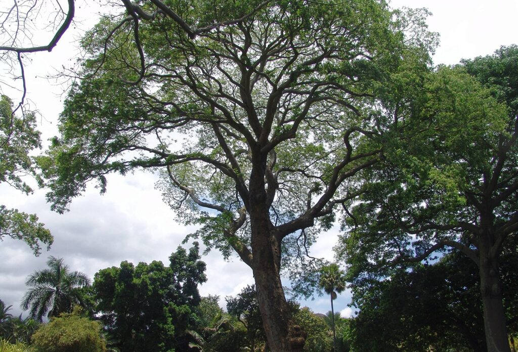 El árbol Guanacaste es originario de zonas tropicales de América