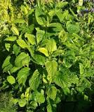 Which herb is classified as a family of the mint family native to Europe, the Mediterranean region, and southern and central Asia?