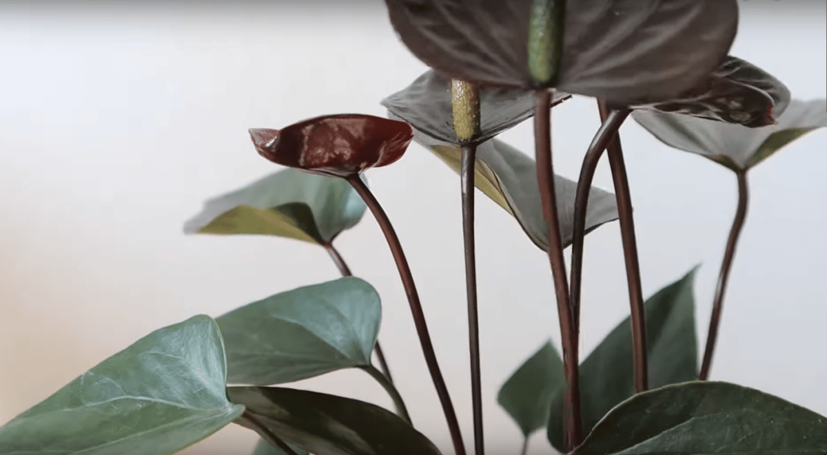 Black anthurium is a delicate plant
