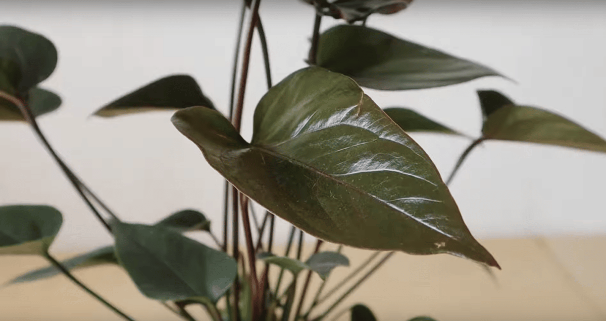 The leaves of the black anthurium are dark