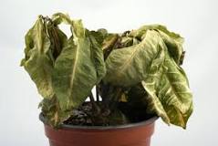 How to make a plant live?