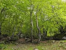 How can I care for and protect the plants and forests in my area?