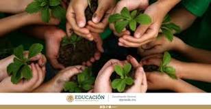 How to take care of plants and the environment?