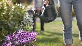 How often do you pour water on the plants?