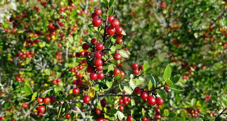 Arbusto Rhamnus alaternus