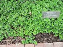 What is another name for marjoram?