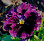 What is the pansy flower?