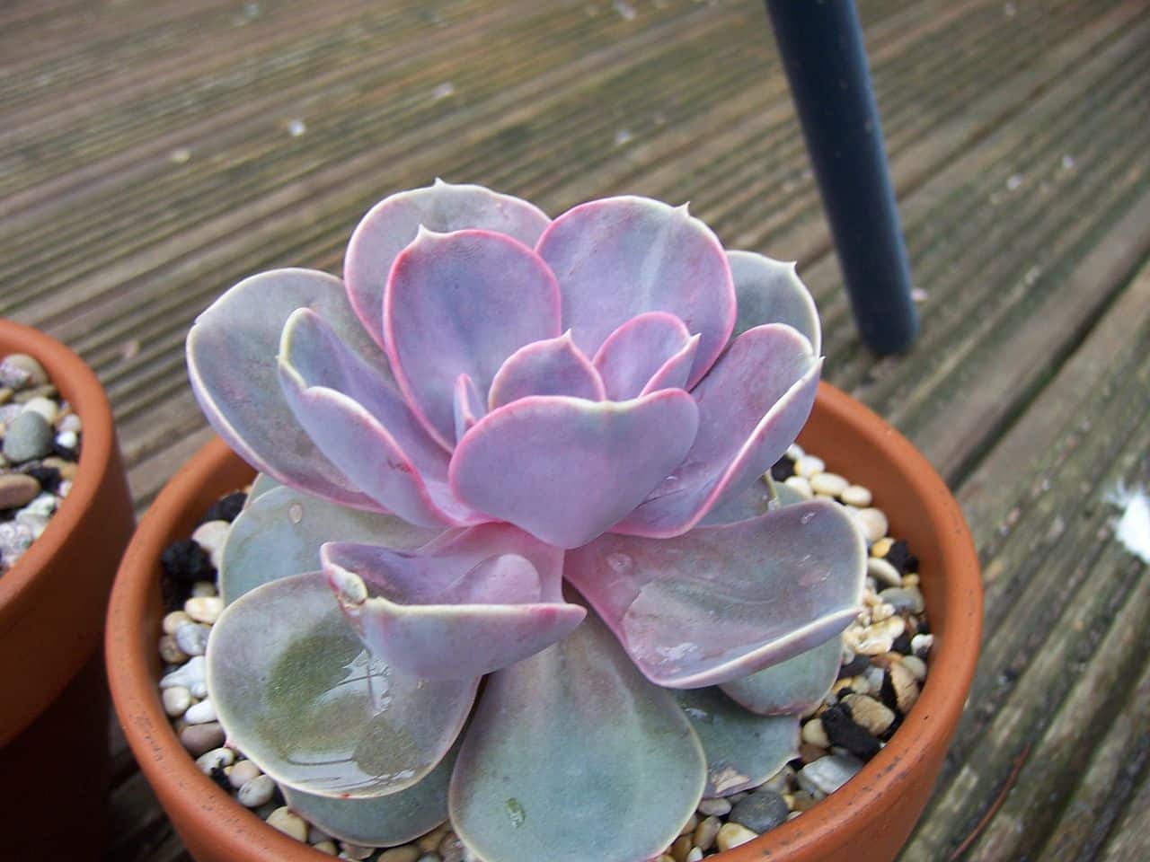 The Echeveria Perle von Nurnberg is small