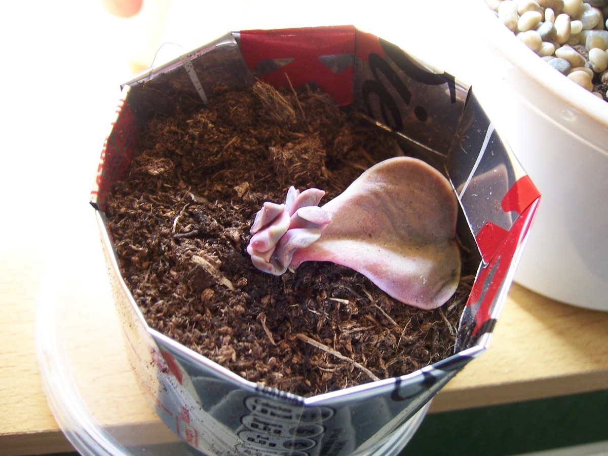The Echeveria perle von nurnberg is propagated by cuttings