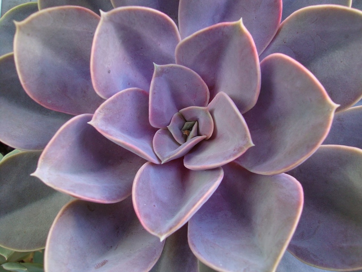 The Echeveria Perle von Nurnberg is lilac
