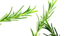 What if rosemary bloomed?
