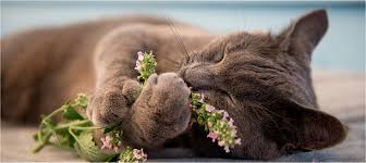What Happens If a Cat Eats Lemon Verbena?