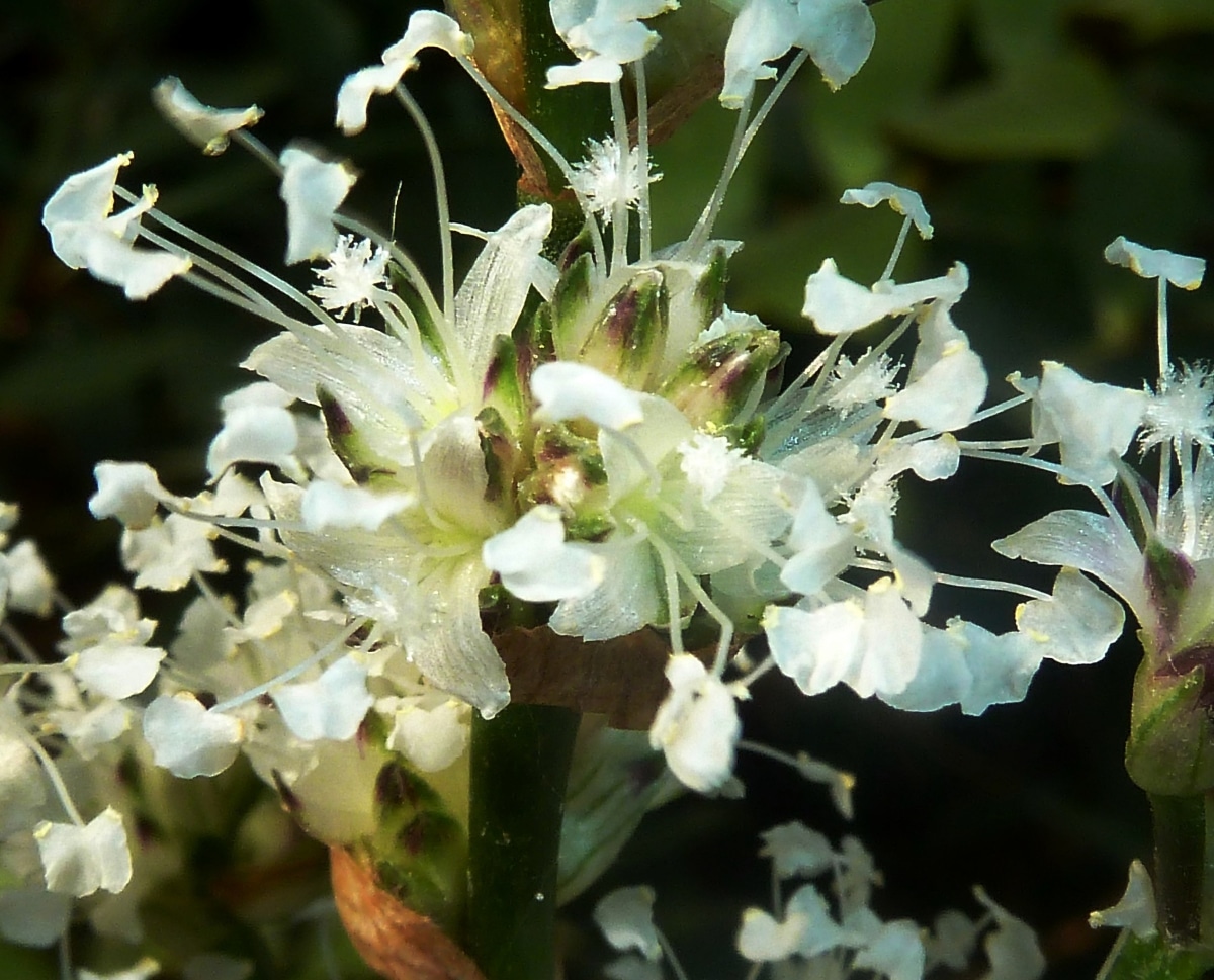 Callisia fragrans is a herb