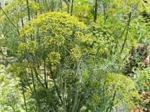 What are the qualities of fennel?  - A PUZZLE