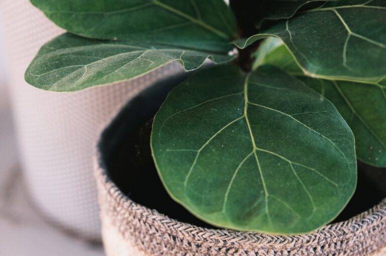 Los ficus en interior se han de regar