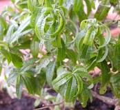 How are the leaves of lemon verbena?