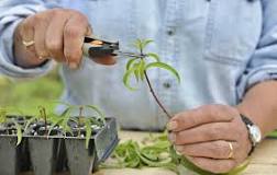 How to care for potted lemon verbena?