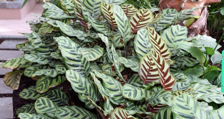 Planta Calathea makoyana
