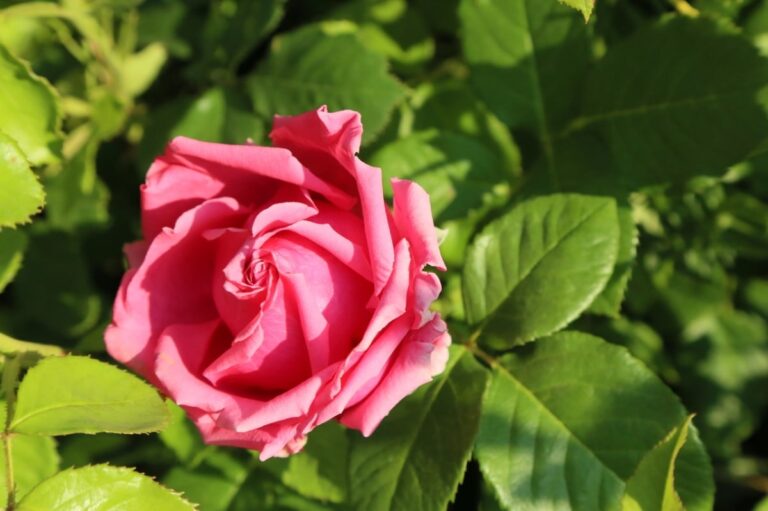 El rosal es una enfermedad que puede tener mildiu