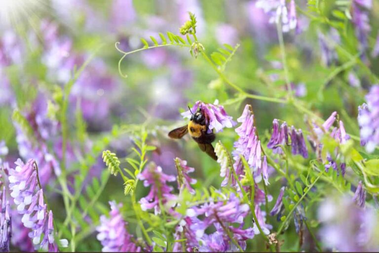 How to Plant and Raise This Wonderful Cover Crop