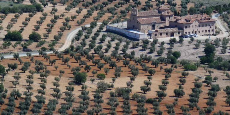 What kind of fertilizer does an olive grove need?