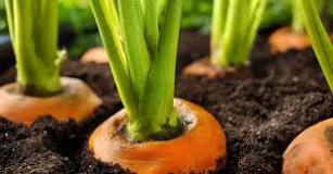 What is carrot seed? What is carrot seed?