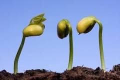 Which seeds germinate in 3 days? Which seeds germinate in 3 days?
