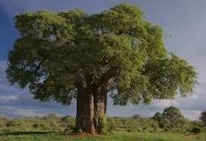 What are the most important plants? What are the most important plants?