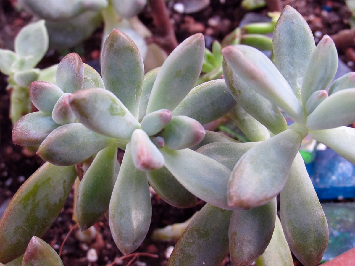 Graptosedum is a succulent plant