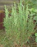 What are the benefits of drinking rosemary water?