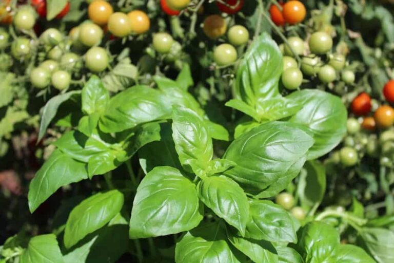 18 of the Best Companion Plants for Basil (And Some to Avoid)