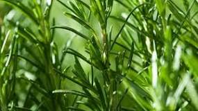What are the contraindications of rosemary?