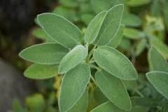 How is sage tea prepared for menopause?