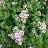 What are the healing properties of marjoram? What are the healing properties of marjoram?