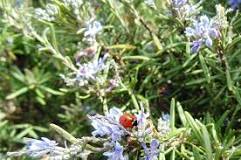 How tall is a rosemary bush?