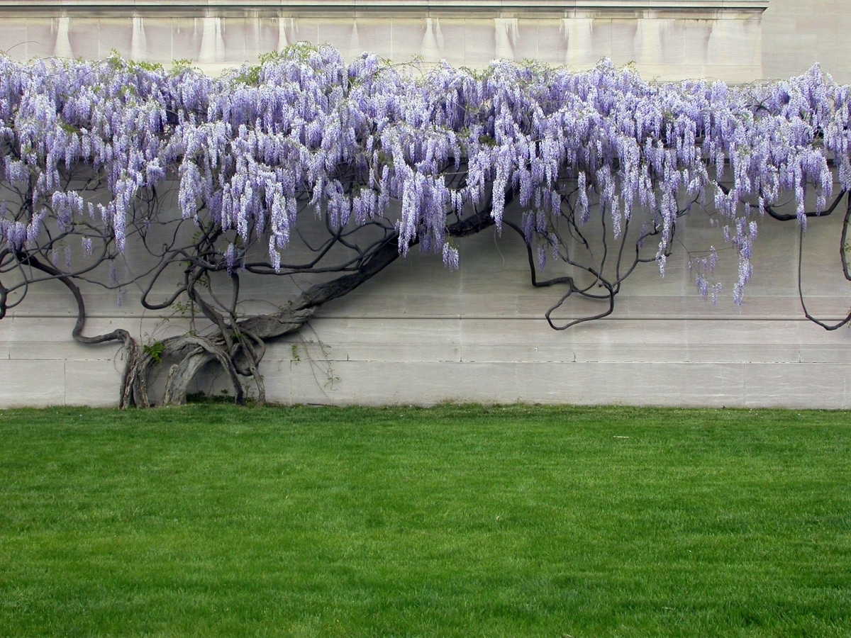 Wisteria pruning is done at the end of winter